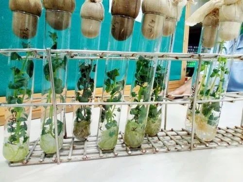 Tissue Culture Plants