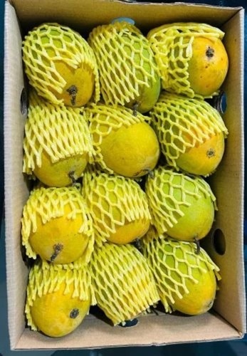 Fresh Alphonso Mango