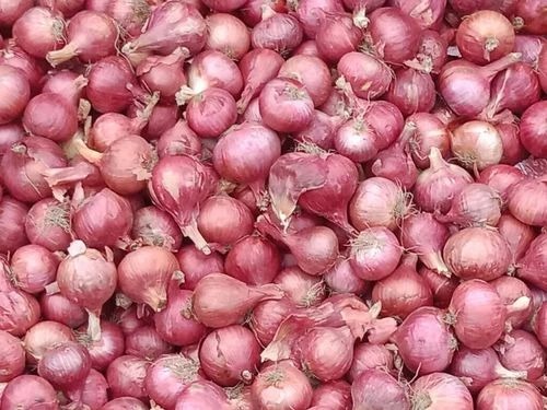 Fresh Garva Onion