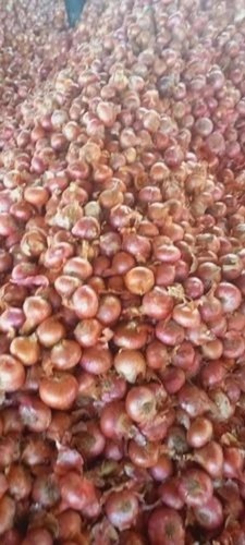 Fresh Red Onion - Organic Loose B Grade Red Color | Chopped Common Shape Cooked Style Cold Storage Friendly 90 Days Shelf Life