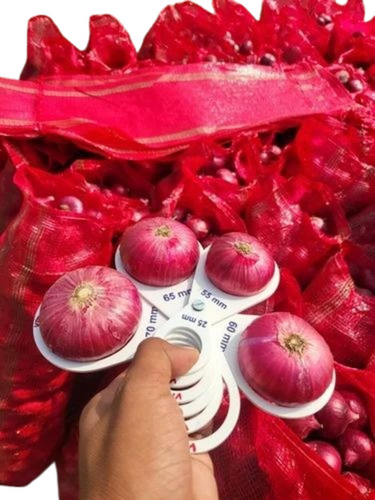 Red Garva Onion - 50 Mm Size, A Grade Quality | Chopped, Cooked, Common Shape, Ideal for Food Packaging