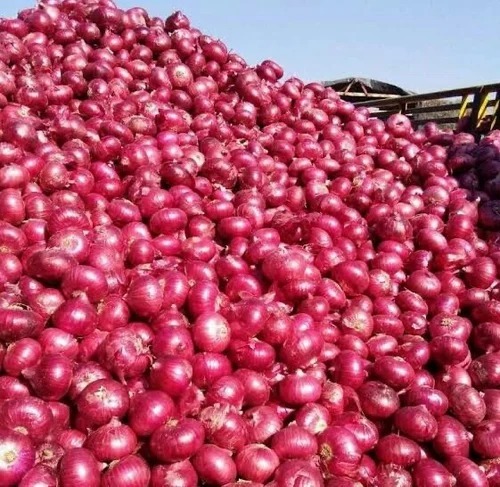 Red Onions - 25 kg Small Dried Onions in Plastic Bag | Chopped, Common Shape, Preserved Style