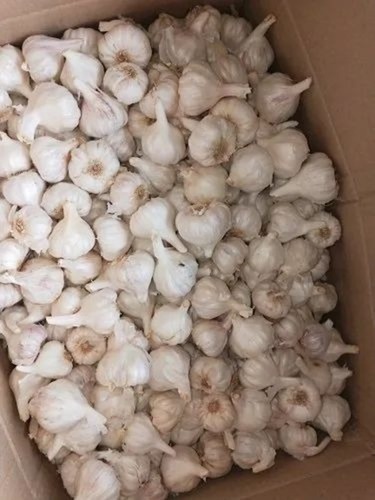 Fresh Garlic - A Grade Fresh Vegetable | Chopped Processing Form, Common Shape, Cooked Style