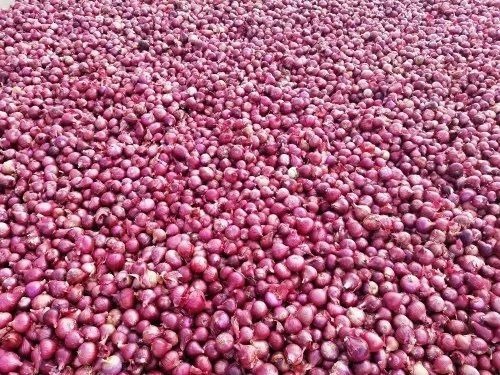 Fresh Onion - A Grade, Fresh Quality | Chopped Processing Form, Common Shape, Cooked Style