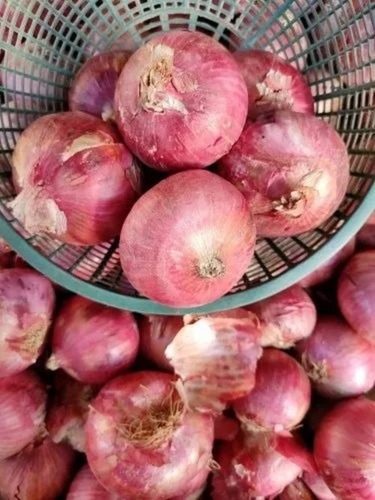 Onion - A Grade Large Size, 50 Kg Net Bag for Food Packaging | Chopped Form, Common Shape, Cooked Style