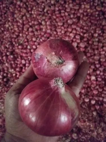 Red Onion - A Grade Fresh Vegetables | Chopped, Common Shape, Cooked Style, Optimum Quality for Culinary Applications