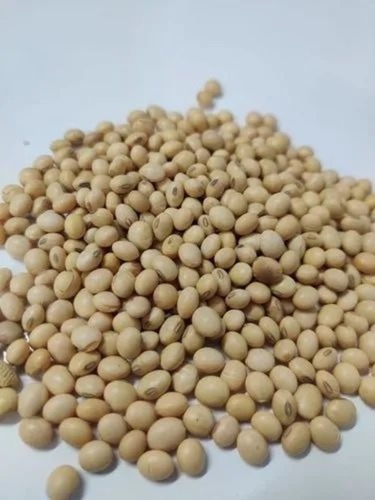 Soybean