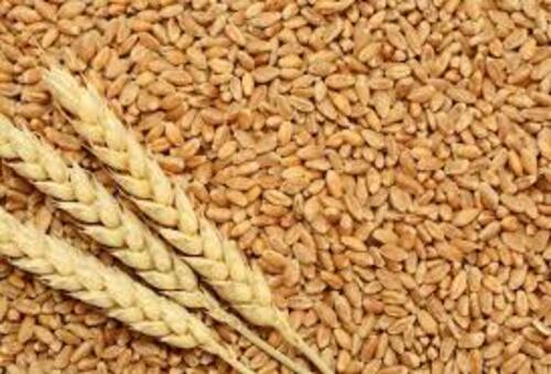 Wheat - A Grade Cooking Quality, Golden Color, 100% Pure, Normal Cultivation, Fresh and Dried Wheat Variety
