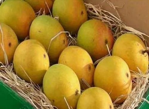 A Grade Mango - Organic Alphonso, 20 Kg Carton, Green Color, Sweet Taste, Whole Fruit Variety | Features: Payari, Kesar Quality Available
