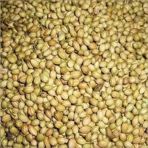 Coriander Seeds - Organic Cooking Spices | A Grade, Green Color, 100% Purity, Ideal for Culinary Applications