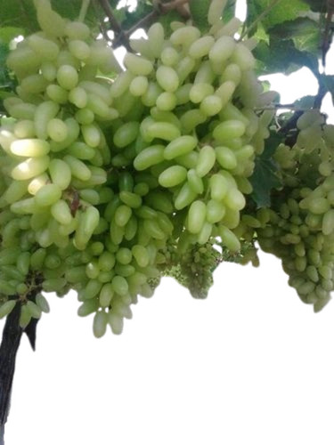 Fresh Grapes - A Grade Green Whole Fruits | Sweet Taste, Common Cultivation Type, Optimum Quality, Ideal for Human Consumption, Store in Cool and Dry Place