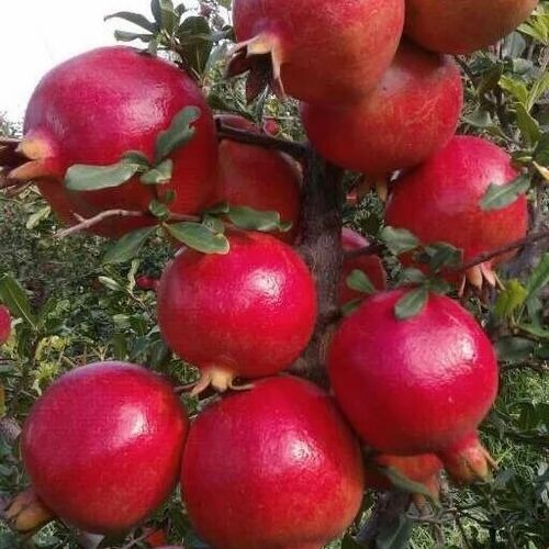 Fresh Pomegranates - A Grade, Optimum Quality | Whole Red Sweet Fruit for Human Consumption, Cool Storage Recommended