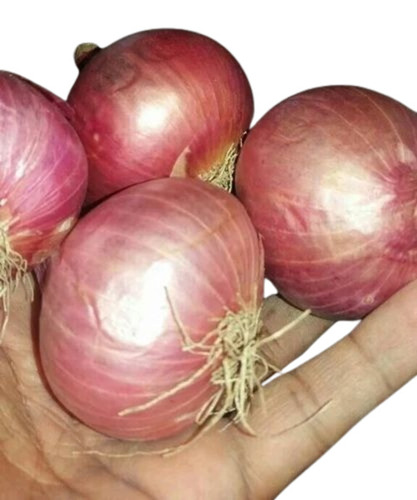 Red Onion - Fresh A Grade Chopped Vegetables | Common Shape, Cooked Style, Optimum Quality