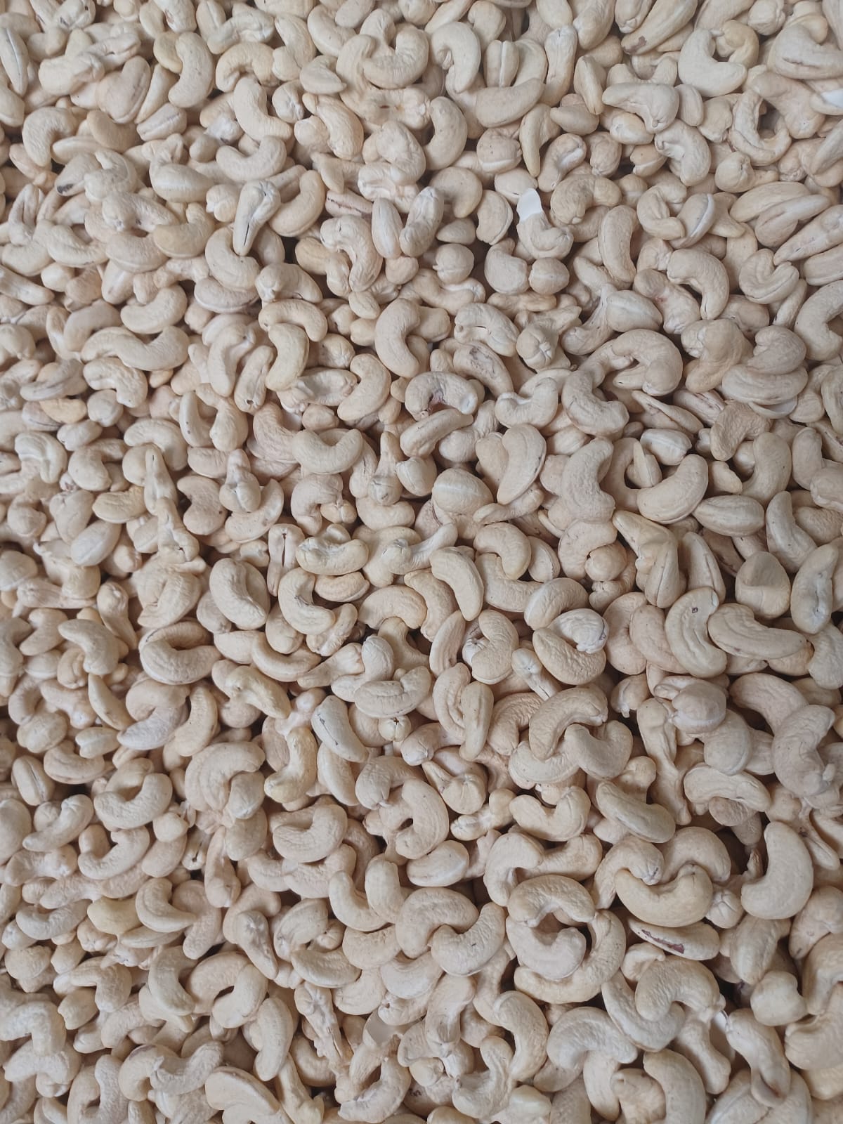 W 240 Cashew Nuts - Color: Off White