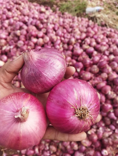 Red Onion - Shape: Yes