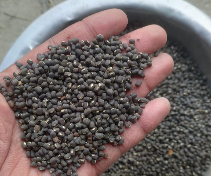 Urad Dal