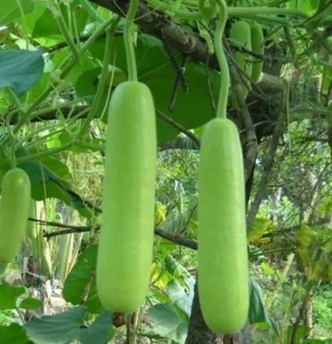 Fresh Bottle Gourd - Organic Pesticide Free A Grade 25-50 Kg Gunny Bag | Chopped Common Shape Cooked Style Best Before 10-15 Days
