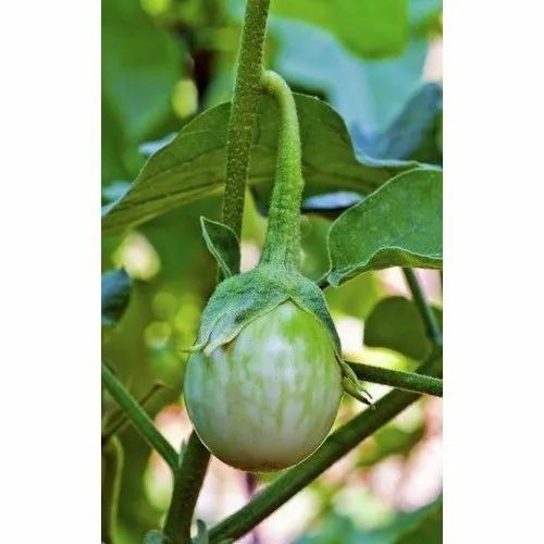 Fresh Brinjal - Organic, Pesticide Free, A Grade | 25-50 Kg Gunny Bag Packaging, Cooked Style, Chopped Form, Common Shape, Best Before 10-15 Days