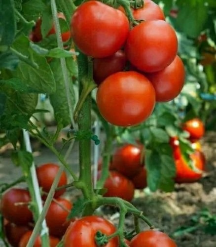 Fresh Tomato
