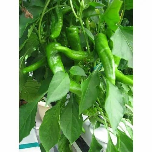 Green Chili - Organic A Grade, Chopped Style in Net Bag Packaging (25-50 Kg) | Pesticide Free, Best Before 10-15 Days