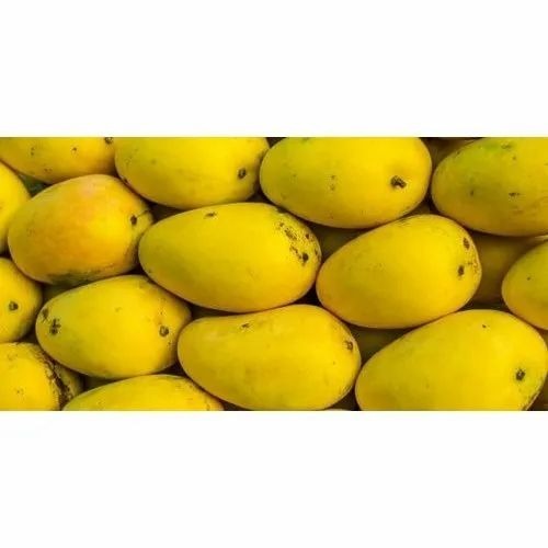 Kesar Mango - Organic 25-50 Kg Carton Packaging | Whole Yellow Mango Sweet Taste Pesticide Free A Grade Quality
