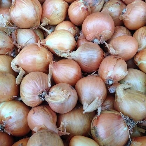 Shallot Onion