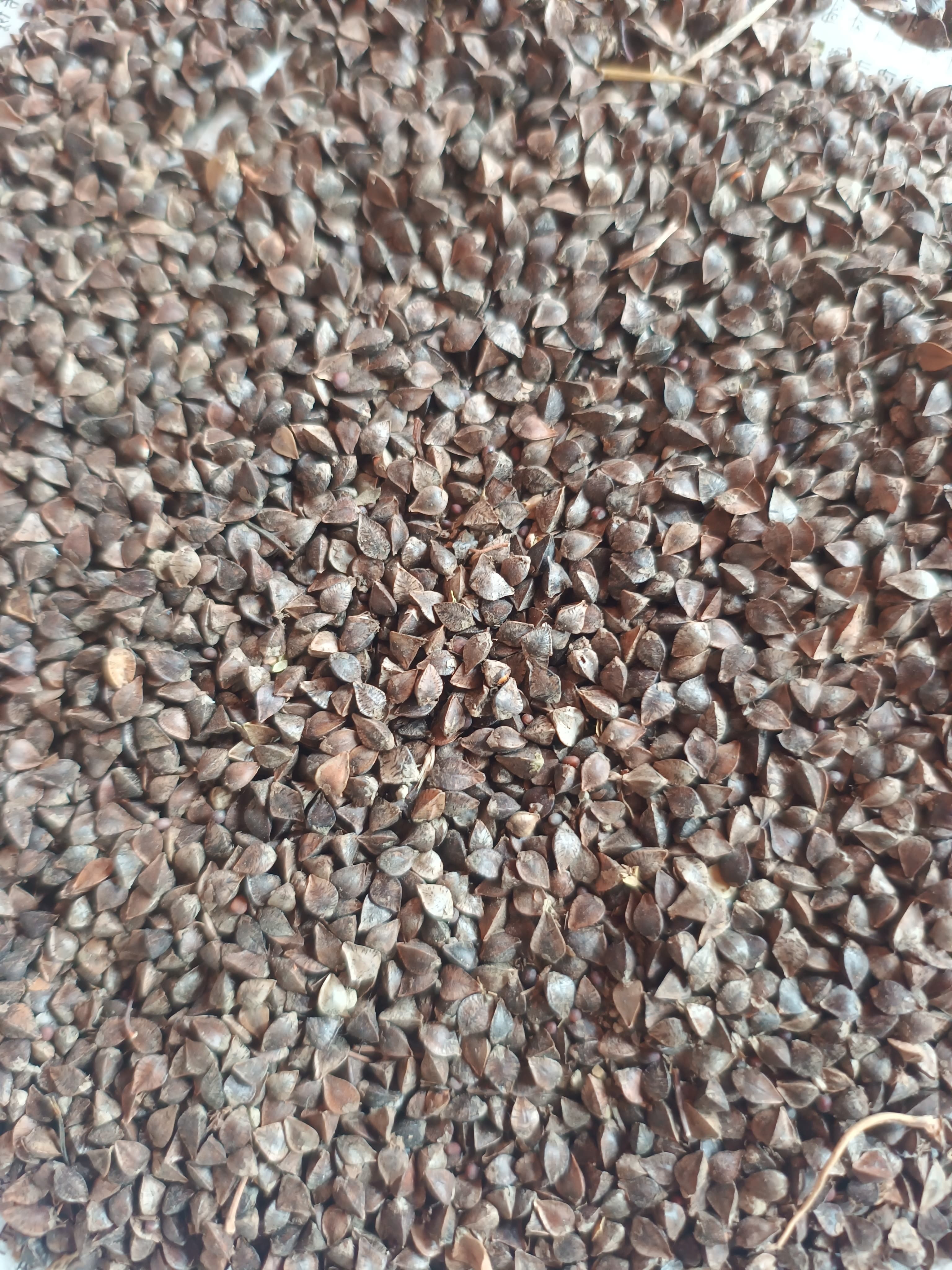 Buckwheat Grain