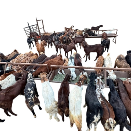 Colored Live Goats