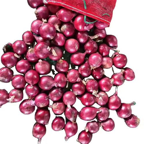 Fresh Red Onion