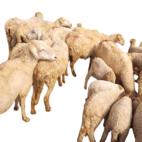 Live Sheep