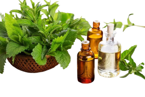 Mint Essential Oil