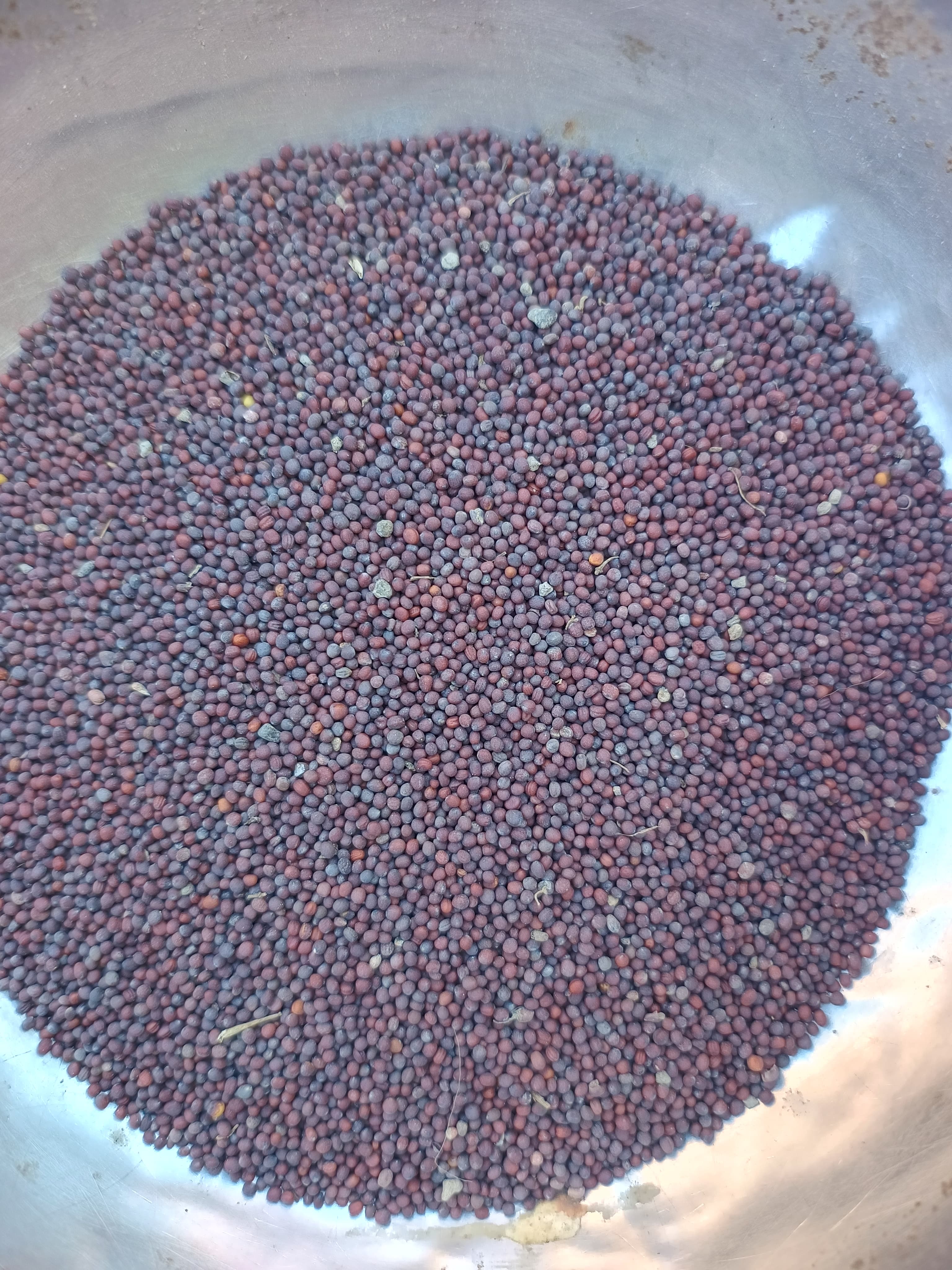 Mustard Seeds