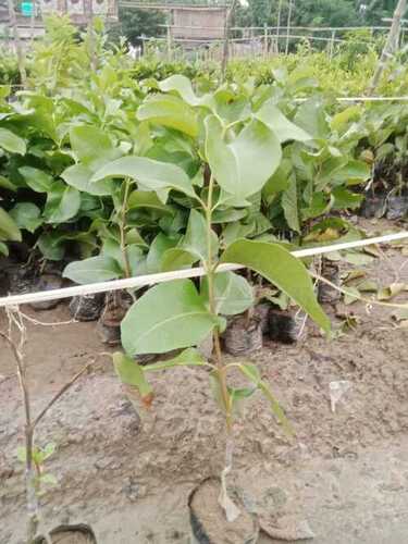Jamun Plant - Drought Tolerant, Nutrient-Rich Fruit Bearing | Sweet and Tangy Dark Purple Fruit, Attractive Green Foliage, Shade-Tolerant, Fast Growing