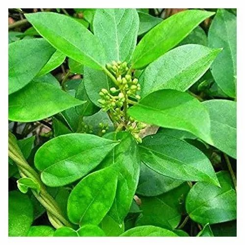 Gymnema Leaves