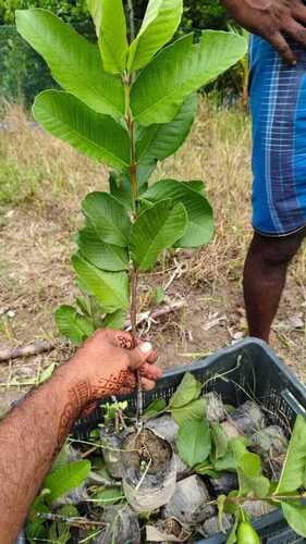 Jack Fruit Plant - Shelf Life: 30 Months