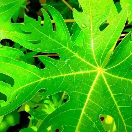Papaya Leaves - 10-20 kg Medicinal Grade PP Bag | Organic Herbal Extract for Cancer Risk Reduction, Liver Health, and Menstrual Pain Relief