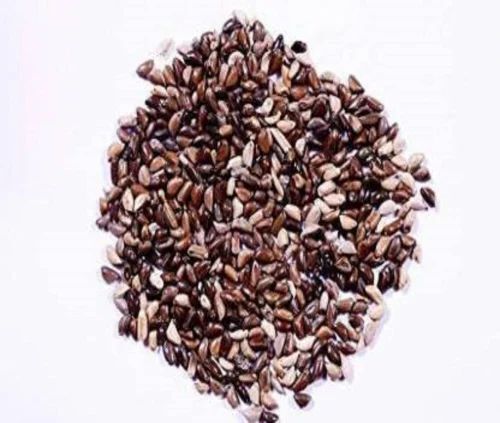 Napier Grass Seed Co4