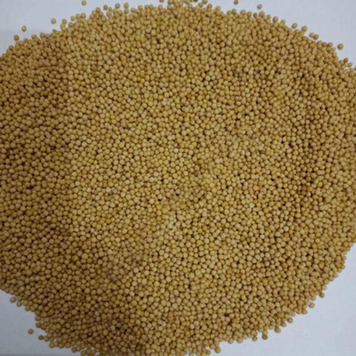 Rajasthan Yellow Mustard Seed 