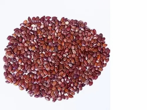 Subabul Tree Seed - Natural, 5 Kilograms | Red Color, 99% Purity, 12 Months Shelf Life, Suitable for Plantation
