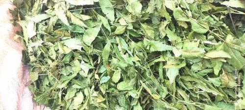 Green Neem Leaves