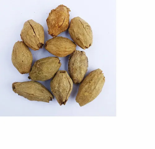 Melia Dubiya Or Malabar Neem Seeds - 1kg , 99% Purity, 12-Month Shelf Life | Natural, Ideal for Plantation, Good Quality from Green India