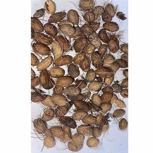 Areca Palm Seeds - Organic Brown Seeds | 1 kg Weight, 100% Purity, Good Packaging, 12 Months Shelf Life 