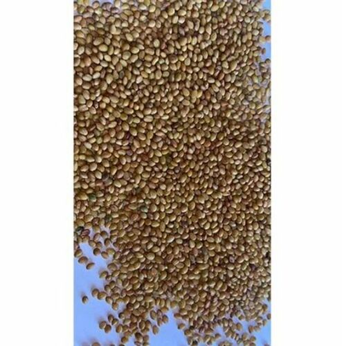 Berseem Grass Seed - Organic 1 Kilogram | Brown Color 100% Purity 12 Months Shelf Life Good Packet Packaging Suresh Forestry Network