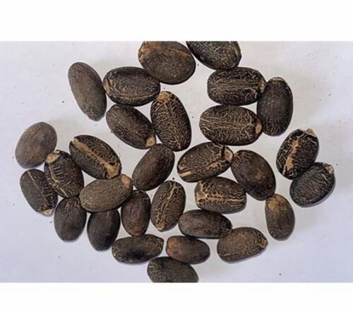 Jatropha Seeds - Organic, 100% Purity, 1kg Packet, Black Color | Long Shelf Life of 12 Months, Suresh Forestry Network Brand