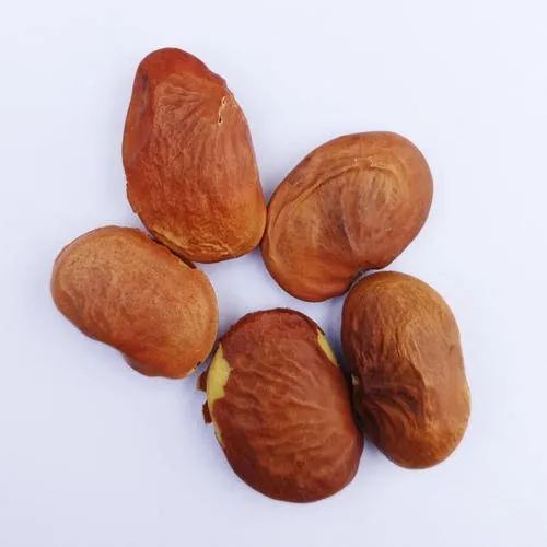 Pongamia Pinnata Natural Seed