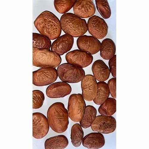 Pongamia Pinneta Karanja Kanuga Pungan Seed - Organic 1 Kilogram | Brown Color 100% Purity 12 Months Shelf Life Packet Packaging