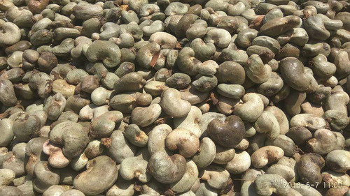 Raw Cashew Nut - Blanched Full Size, Grey Color | Nutritious Snack with Mild Flavor, Rich in Iron, Heart Healthy, Low Sugar, Cholesterol Free