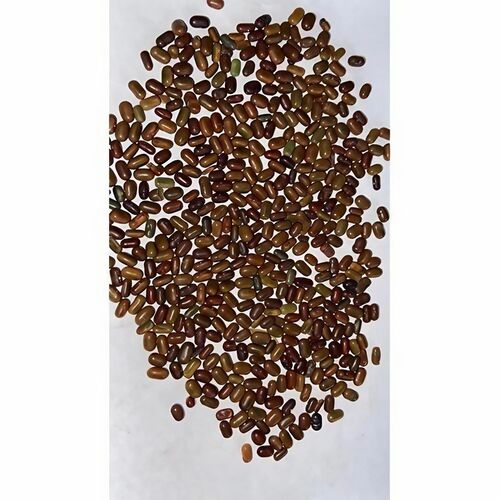 Sesbania Aculeata Dhaincha Seed - Organic Packet, 100% Purity, Brown Color, 24 Months Shelf Life, 1kg Weight | Suresh Forestry Network