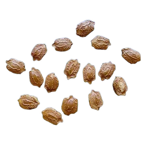 Bitter Gourd Seeds