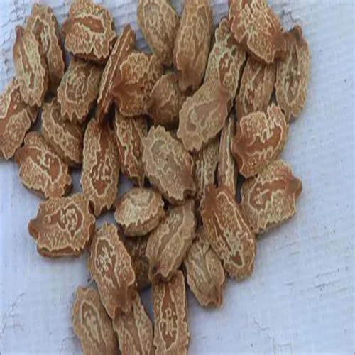 Fi Hybrid Bitter Gourd Seeds